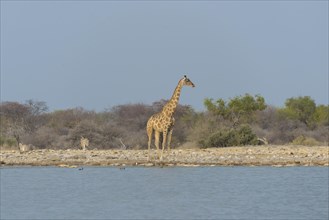 Giraffe (Giraffa camelopardis) standing by the water