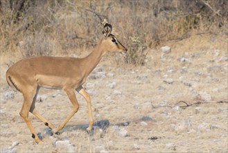 Blacked-faced Impala (Aepyceros melampus petersi)