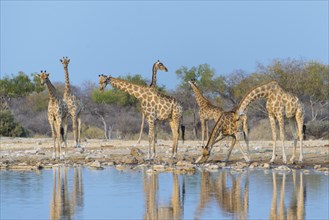 Giraffes (Giraffa camelopardis) at the Klein Namutoni waterhole