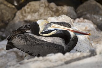 Peruvian Pelican (Pelecanus thagus)