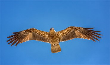 Whistling Kite (Haliastur sphenurus) in flight