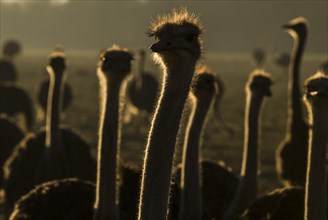 Ostriches or Common Ostriches (Struthio camelus)