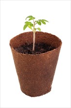 Tomato plant (Solanum lycopersicum) growing in a biodegradable pot