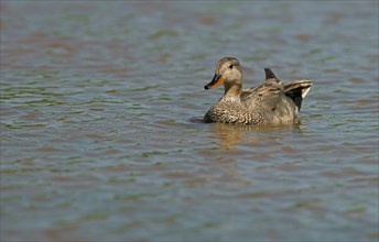 Gadwall (Anas strepera)