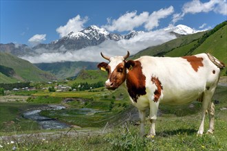 Cow on a pasture at River Tergi or Terek