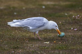 Glaucous Gull (Larus hyperboreus) eats a captured bird egg