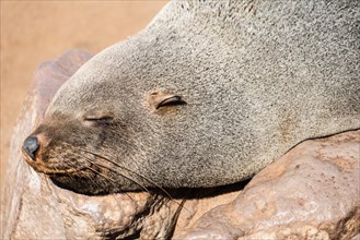Sleeping Brown Fur Seal or Cape Fur Seal (Arctocephalus pusillus)