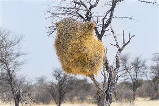 Nesting colony of the Sociable Weaver (Philetairus socius) in a tree