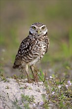 Burrowing Owl (Athene cunicularia) adult