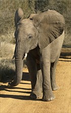 Bad-tempered adolescent African Elephant (Loxodonta africana) with flapping ears