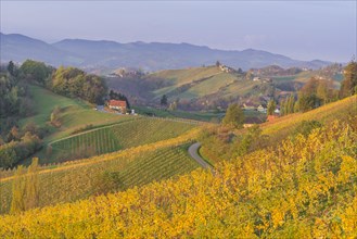 Autumnal vineyards and farmhouses in the morning light