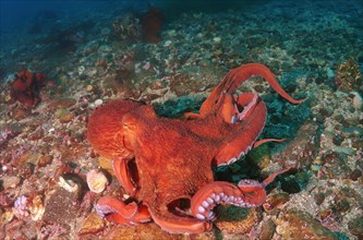 Giant Pacific Octopus or North Pacific Giant Octopus