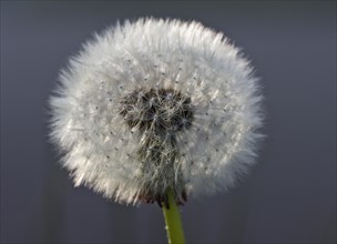 Dandelion clock (Taraxacum officinale)