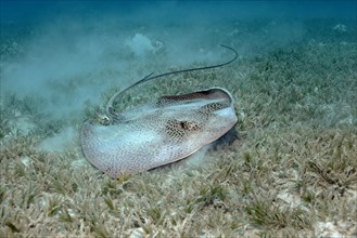 Reticulate whipray (Himantura uarnak) on seagrass meadow