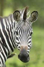 Plains Zebra (Equus quagga)