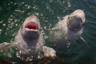 Two young Beluga Whales or White Whales (Delphinapterus leucas)