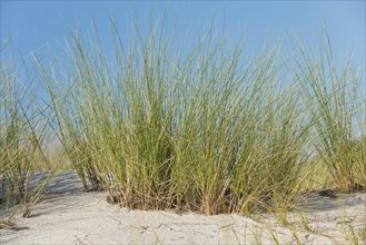 European Marram Grass or European Beachgrass (Ammophila arenaria)