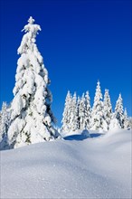 Snow-covered winter landscape