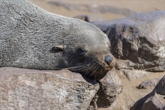 Brown Fur Seal or Cape Fur Seal (Arctocephalus pusillus) lying on a rock