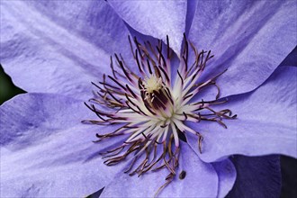Stamens of a Clematis (Clematis)