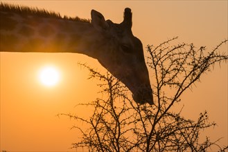Giraffe (Giraffa camelopardis) feeding on camel thorn tree