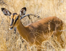 Black Faced Impala (Aepyceros melampus petersi) in the tall grass