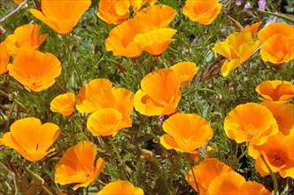 California Poppies or Golden Poppies (Eschscholtzia california) in the flower town of Vilaflor
