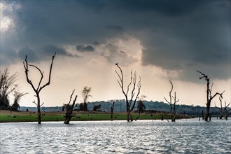 Trees sticking out of the water