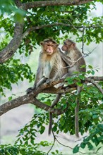 Rhesus monkeys (Macaca mulatta) grooming
