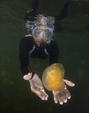 Snorkelling woman watching a Golden Medusa (Mastigias papua)