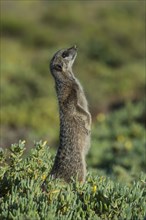 Meerkat (Suricata suricatta) looks upward