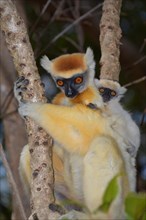 Golden-crowned Sifaka (Propithecus tatersalli) with young
