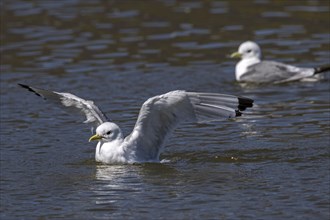 Kittiwake (Larus tridactyla) with extended wings in the water