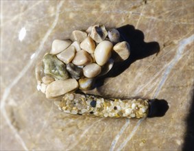 Doll quiver made of small stones and larva by Caddisfly (Trichoptera)