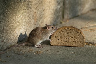 Brown rat (Rattus norvegicus) sniffs on bread