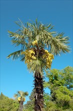 Flowering Date palm (Phoenix dactylifera)