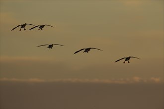 Greater White-fronted Geese (Anser albifrons) in flight