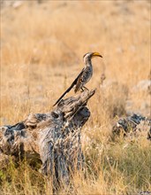Southern Yellow-billed Hornbill (Tockus leucomelas) perched on an old tree stump