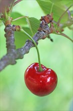 Sweet cherry on the twig