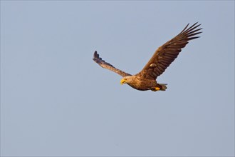 Eagle (Haliaeetus albicilla) in flight