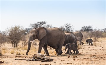 Small herd of African Bush Elephants (Loxodonta africana) marching with a calf past a skeleton of a giraffe