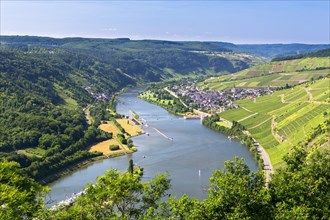 Moselle River with the village of Enkirch surrounded by vineyards