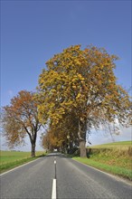 Country road with autumnal Horse-chestnut avenue (Aesculus hippocastanum)
