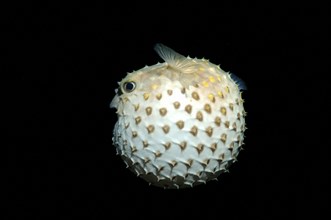 Spotbase Burrfish (Cyclichthys spilostylus)