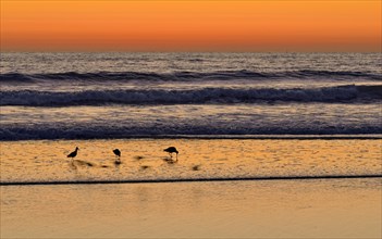 Marbled Godwits (Limosa fedoa) at sunset on the Pacific Coast