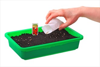 Sowing of tomato seeds (Solanum lycopersicum) in a seed tray