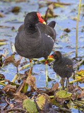 Common Moorhen (Gallinula chloropus) with a chick