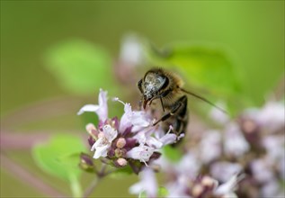 Honey bee (Apis mellifera) on purple flower