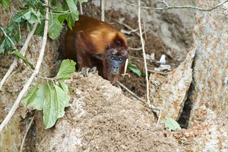 Red Howler Monkey (Alouatta seniculus) eating clay at a clay lick