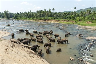 Group of Asian Elephants (Elephas maximus) by the river